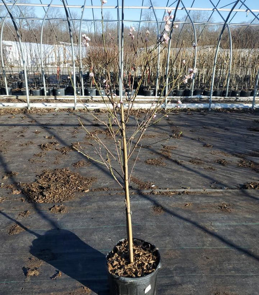 PRUNUS X `RELIANCE` PEACH