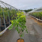 CORNUS FLORIDA `CHEROKEE PRINCESS`