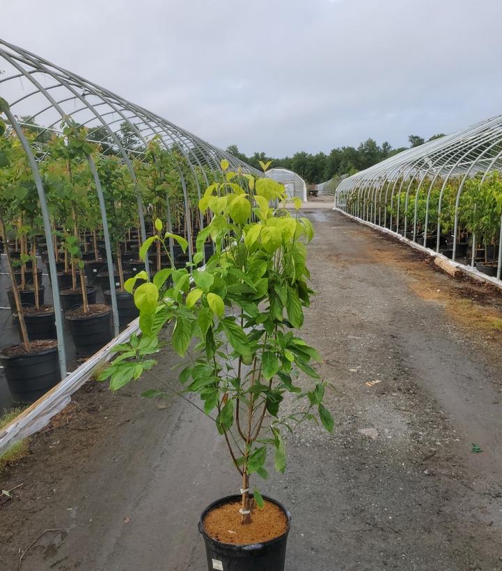 CORNUS FLORIDA `CHEROKEE PRINCESS`