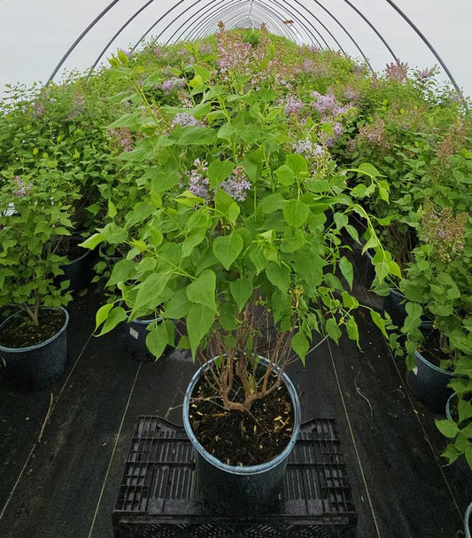 SYRINGA VULGARIS NEW AGE 'LAVENDER'