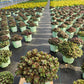SEDUM SUN SPARKLER `LIME ZINGER`