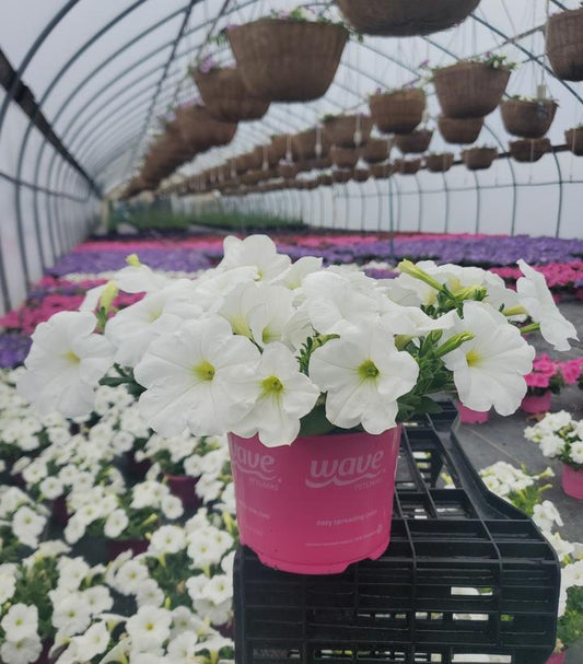 PETUNIAS WAVE ASST - 6`` POT