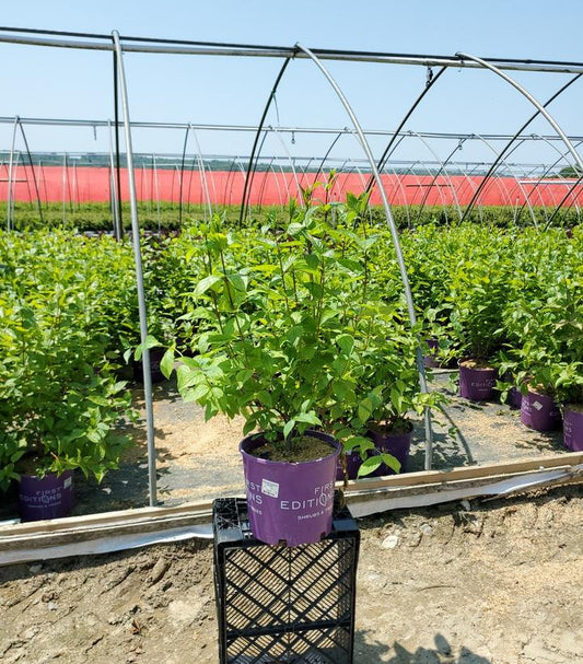 CEPHALANTHUS OCCIDENTALIS `FIBER OPTICS`