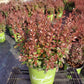 BERBERIS WORRYFREE `CRIMSON CUTIE`