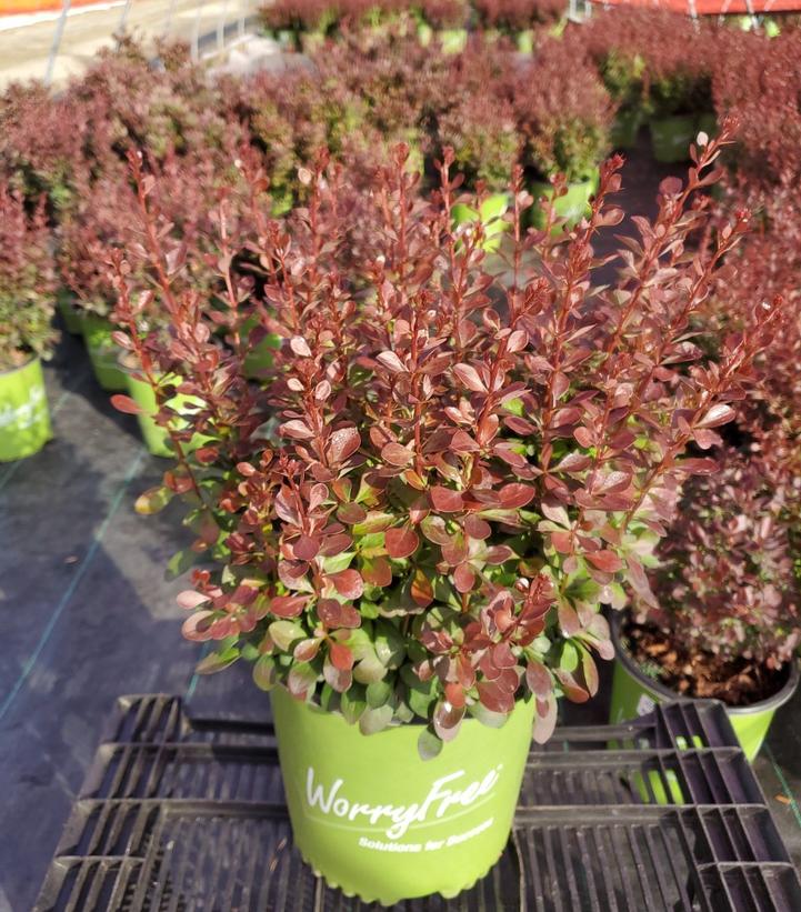 BERBERIS WORRYFREE `CRIMSON CUTIE`