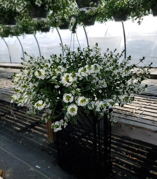 SCAEVOLA `SCAMPI WHITE`