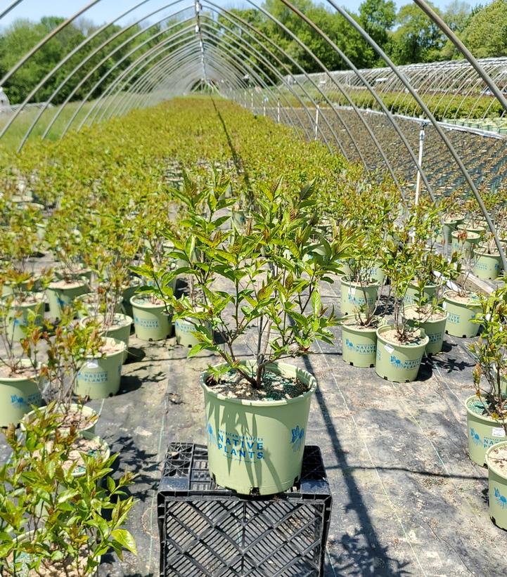 CEPHALANTHUS OCCIDENTALIS `CRIMSON COMETS`