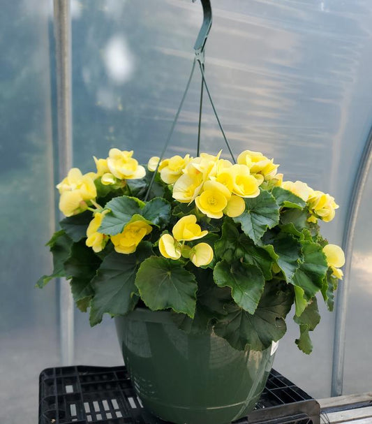 BEGONIA RIEGER ASST