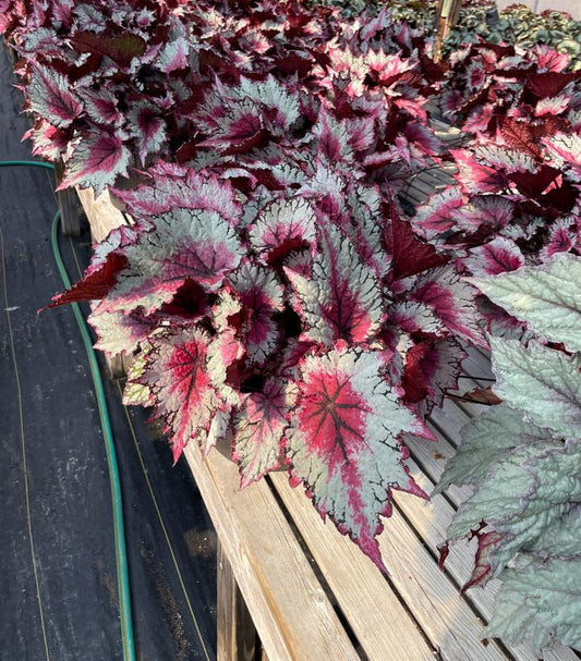 BEGONIA REX ASST