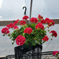 GERANIUM ZONAL CALLIOPE ASST