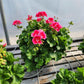 GERANIUM ZONAL CALLIOPE ASST