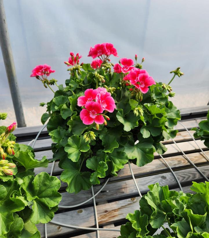 GERANIUM ZONAL CALLIOPE ASST