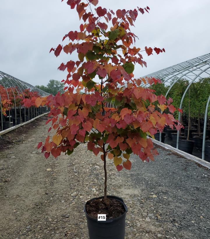 CERCIS CANADENSIS `FLAME THROWER`