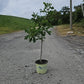 QUERCUS RUBRA-Northern Red Oak
