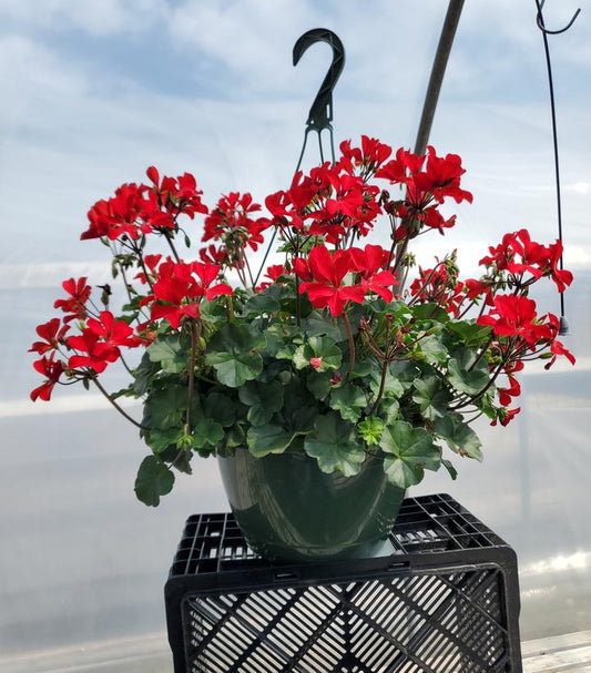 GERANIUM ZONAL CALIENTE ASST