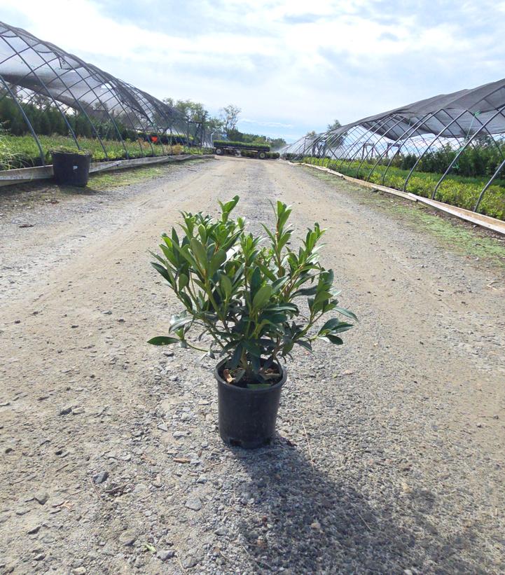 SKIMMIA JAPONICA - FEMALE-Japanese Skimmia