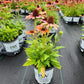 ECHINACEA COLOR CODED `ORANGE YOU AWESOME`