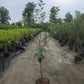 MALUS `FROSTBITE` (APPLE)