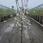 MALUS `FROSTBITE` (APPLE)