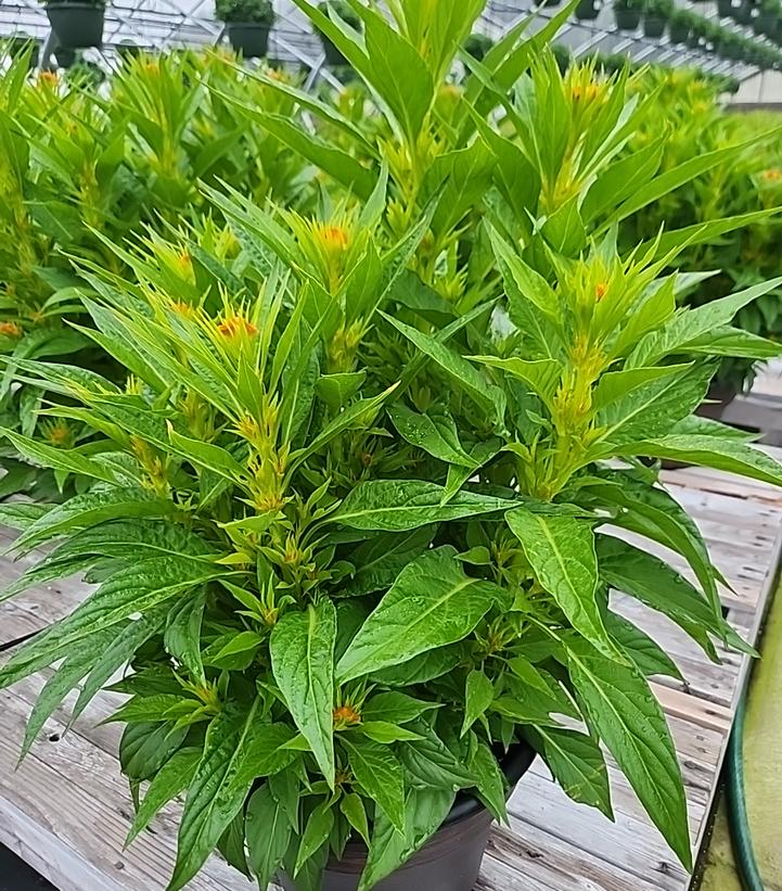 CELOSIA `TWISTED DARK ORANGE`