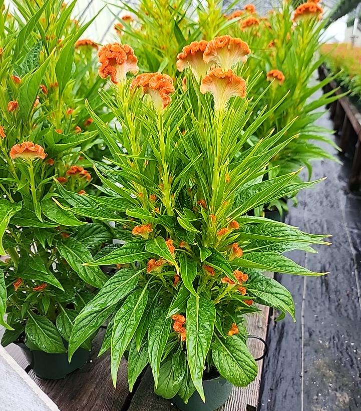 CELOSIA `TWISTED DARK ORANGE`