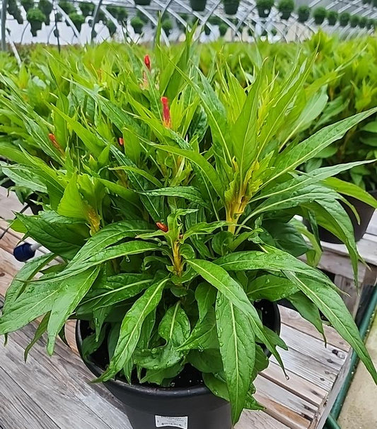 CELOSIA `TWISTED PURPLE`