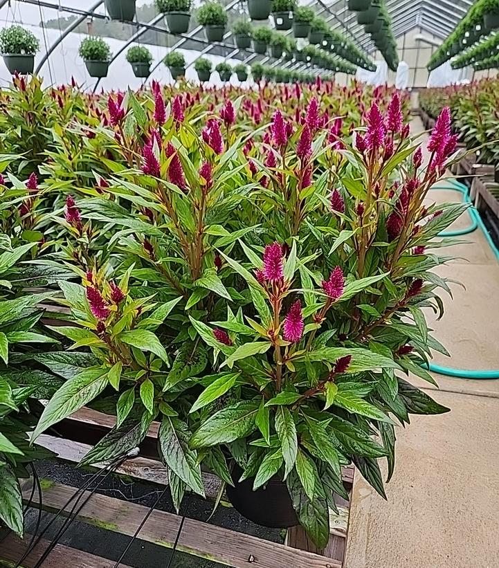 CELOSIA `TWISTED STRAWBERRY`