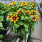 RUDBECKIA HIRTA `MINIBECKIA FLAME`