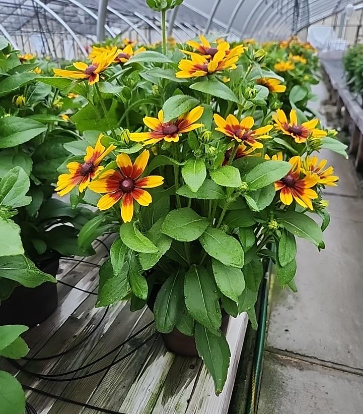 RUDBECKIA HIRTA `MINIBECKIA FLAME`