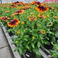 RUDBECKIA HIRTA SMILEYZ `GLOWING`