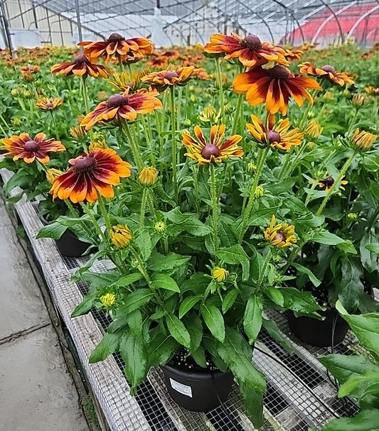 RUDBECKIA HIRTA SMILEYZ `GLOWING`