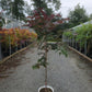 CERCIS CANADENSIS `MIDNIGHT EXPRESS`