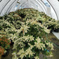 PIERIS JAPONICA `PURITY`