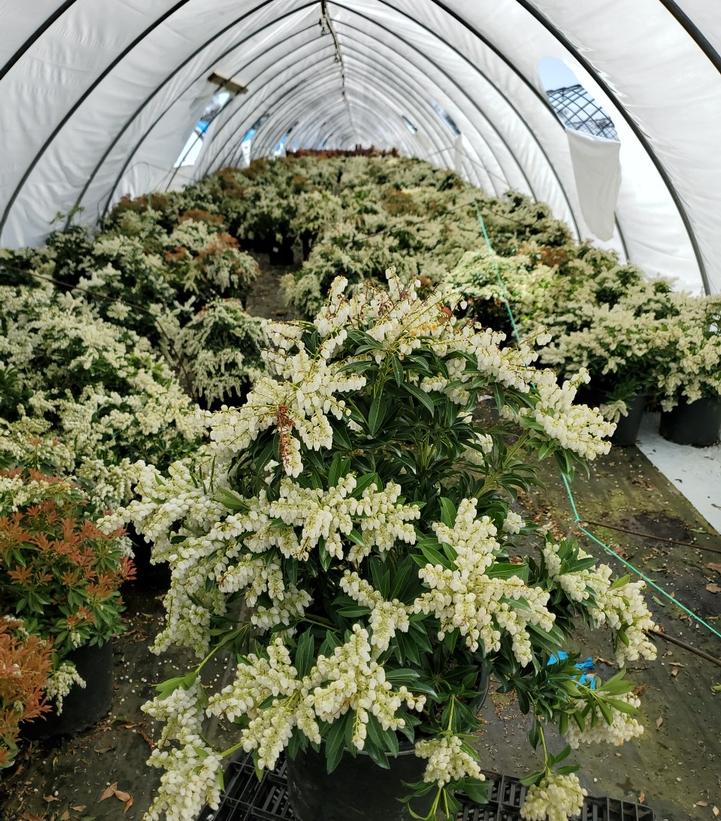 PIERIS JAPONICA `PURITY`