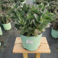 SEDUM TELEPHIUM `CONGA LINE`