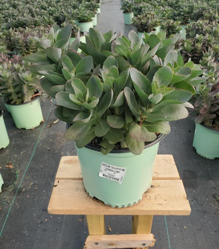 SEDUM TELEPHIUM `CONGA LINE`