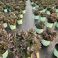 SEDUM TELEPHIUM `CONGA LINE`