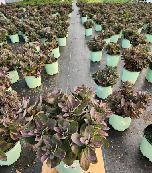 SEDUM TELEPHIUM `CONGA LINE`