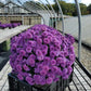 ASTER `HENRY I PURPLE`