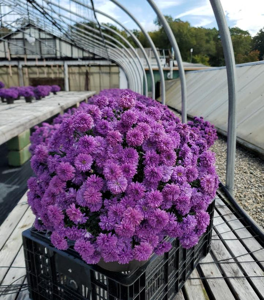 ASTER `HENRY I PURPLE`