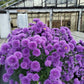 ASTER `VICTORIA FANNY`