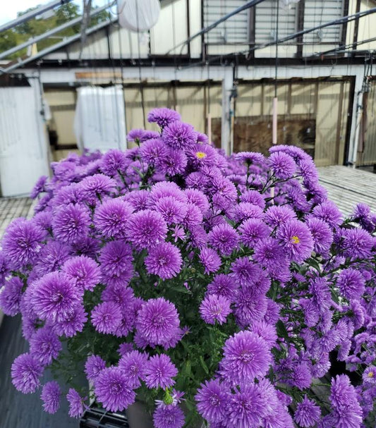 ASTER `VICTORIA FANNY`