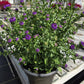 ASTER SHOWMAKERS `BLUE BAYOU`-Aster