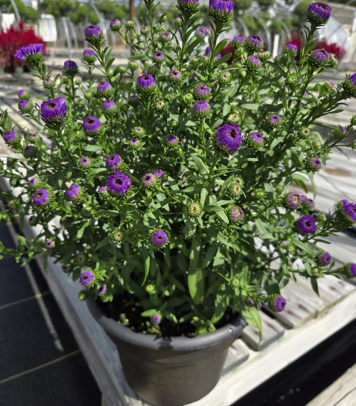 ASTER SHOWMAKERS `BLUE BAYOU`-Aster