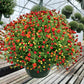 MUMS BRONZE-Garden Mum