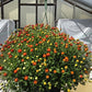 MUMS BRONZE-Garden Chrysanthemum; Hardy Mum