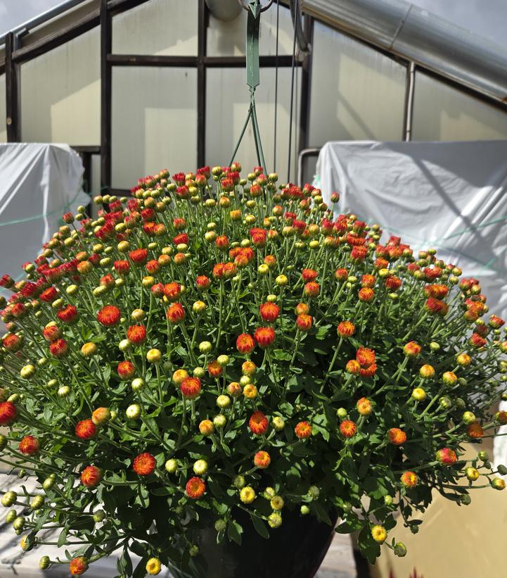 MUMS BRONZE-Garden Chrysanthemum; Hardy Mum
