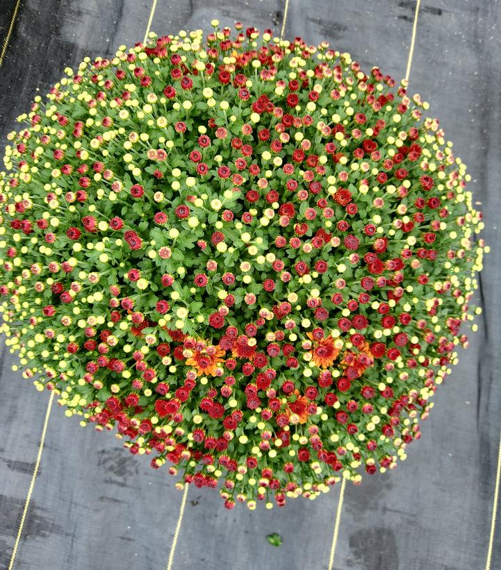 MUMS 3-COLOR COMBO