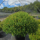 MUMS BRONZE-Garden Chrysanthemum; Hardy Mum