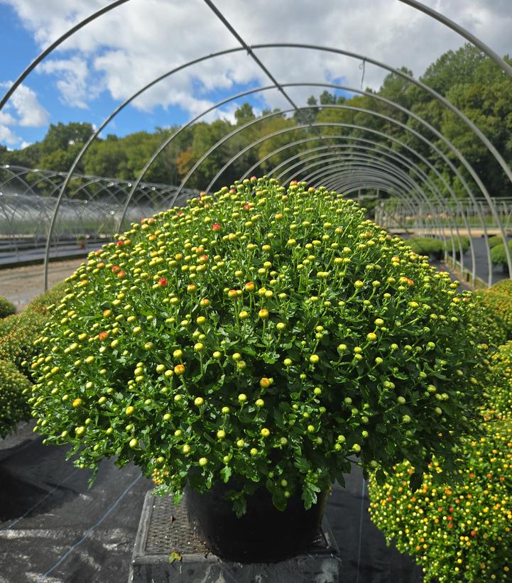 MUMS BRONZE-Garden Chrysanthemum; Hardy Mum